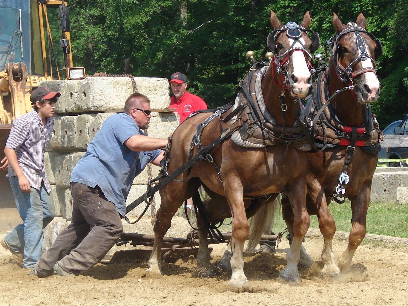 Rushford, NY Labor Day Heavyweight Horse Pull: Where Tradition Meets True Horsepower