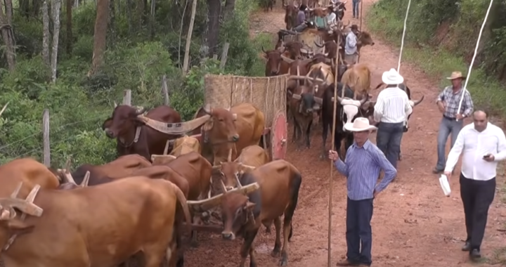 The Carreiro Festival in Jacuí, MG: A Vibrant Celebration Honoring the Legacy of Muleteers with Music, Dance, Cuisine, and Cultural Traditions of Minas Gerais.”