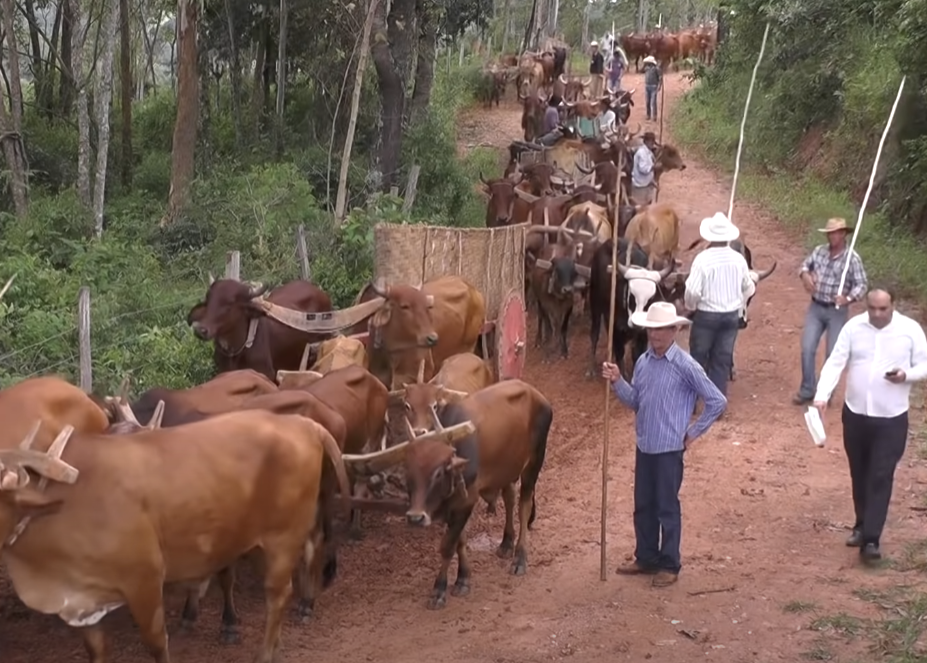 The Carreiro Festival in Jacuí, MG: Honoring the Legacy of Muleteers"