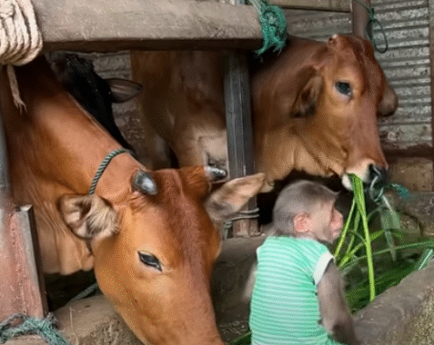 “Clever Monkeys & Silly Cows: The Funniest Animal Moments You’ll Love!”
