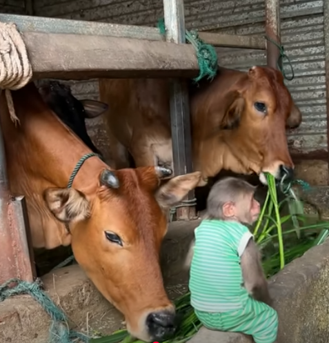 Clever Monkeys & Silly Cows