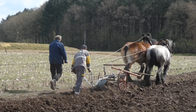 Plowing with Bay, Black, Chestnut, and Blue Roan Draft Horses