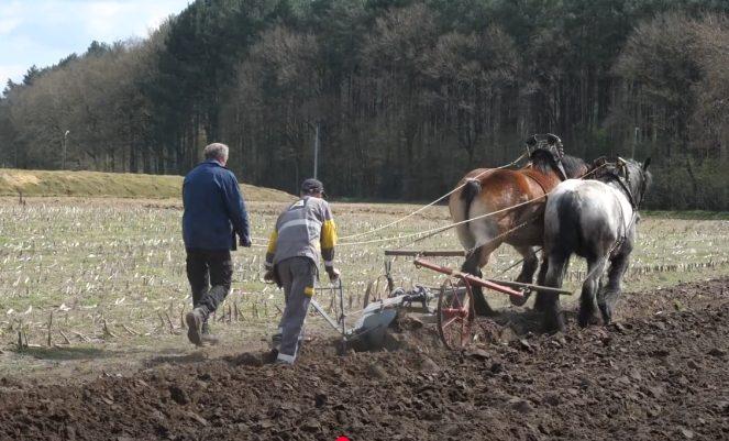 Power and Beauty in Motion: Plowing with Bay, Black, Chestnut, and Blue Roan Draft Horses"