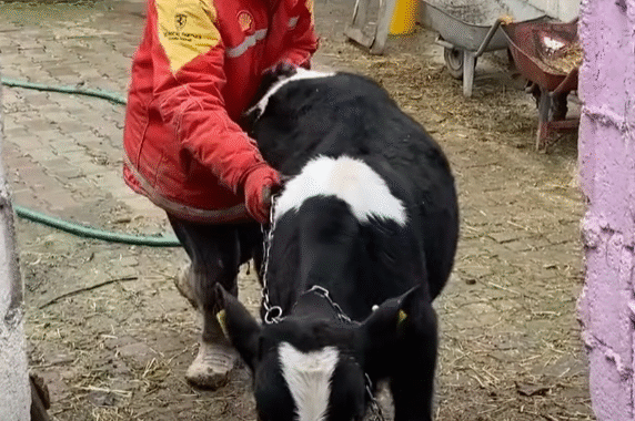We Attached Our Calf to Their New Stables
