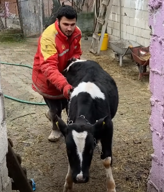 WE ATTACHED OUR CALF TO THEIR NEW STABLES