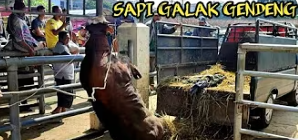 The Rampage of the Mad Cow
