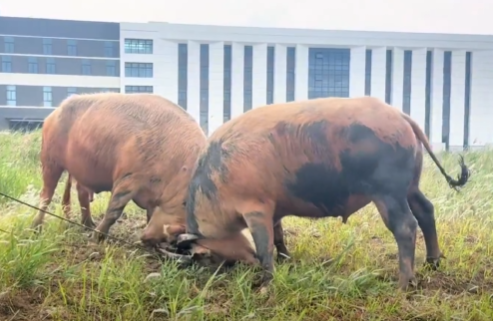 Bullfighting Enthusiasts on a Winning Streak