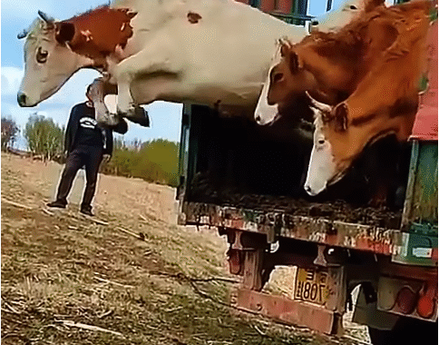 Cows Dash into the Spotlight at Annual Race