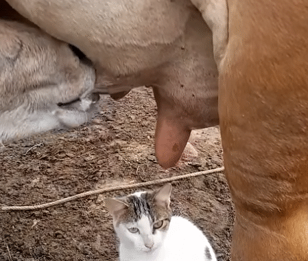 The Cat, the Cow, and a Taste for Milk”