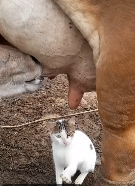 The Cat, the Cow, and a Taste for Milk"