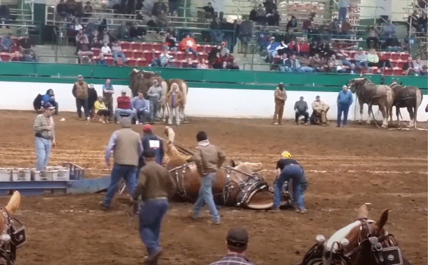 When Giants Stumble: The Draft Horse Pull Fall