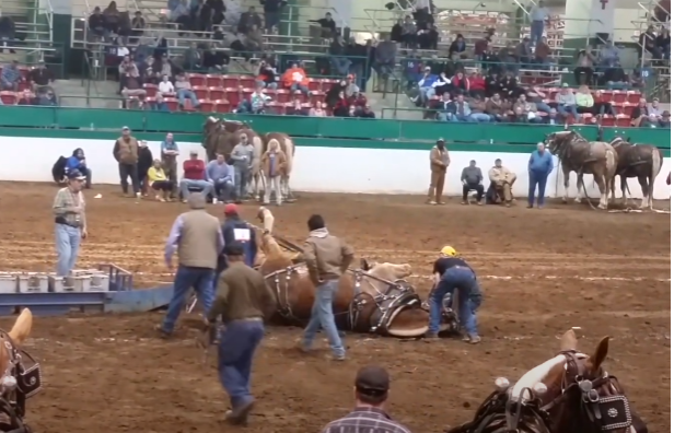 The Draft Horse Pull Fall