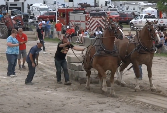 Power and Precision * Full Pull Thrills at Port Perry Fair’s Horse Pull Competition*