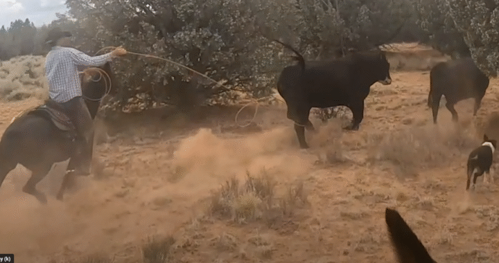 Bull on the Run!