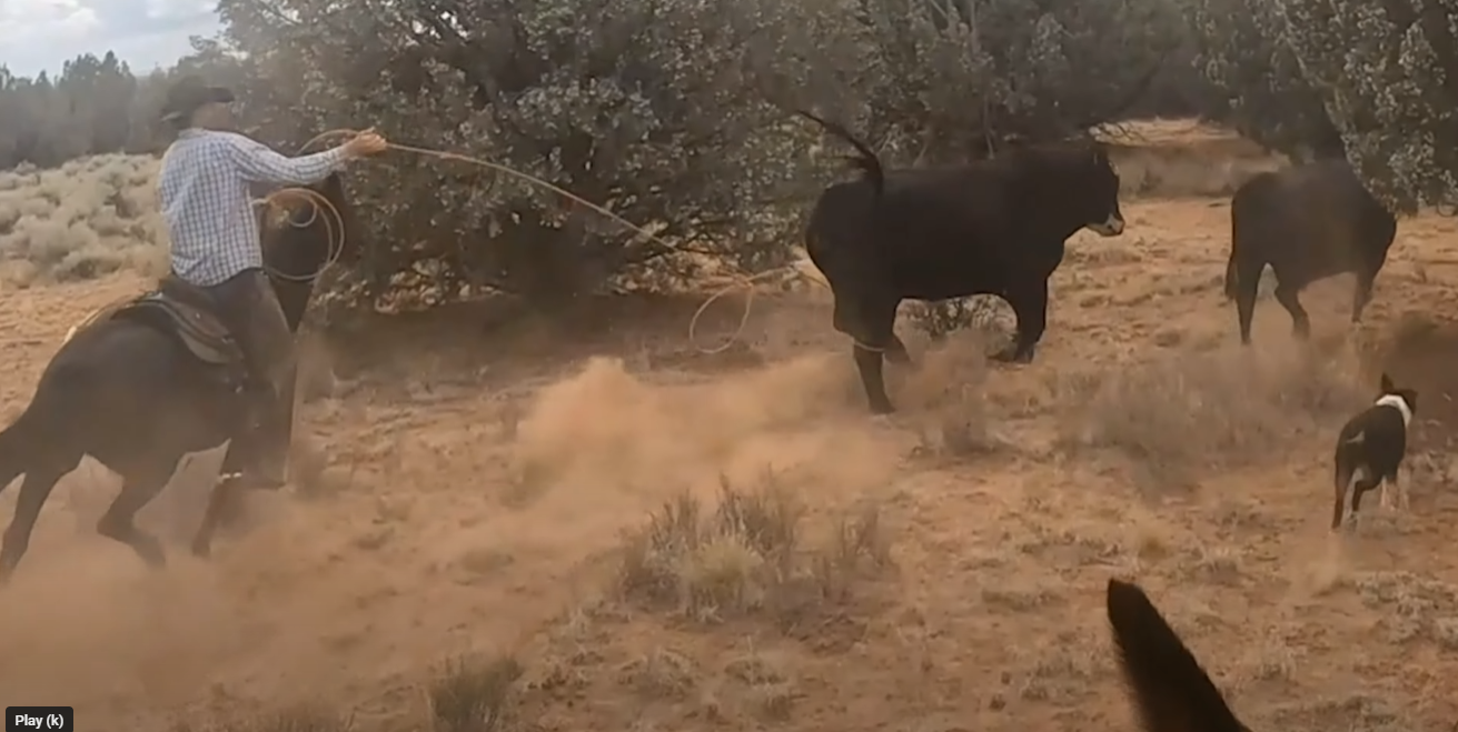 Bull on the Run!