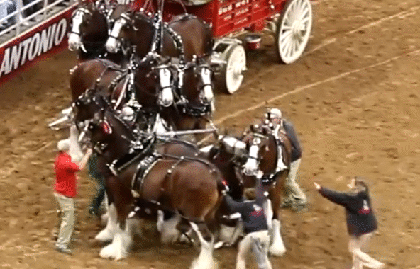 Budweiser Clydesdales Involved in Accident at San Antonio Rodeo 2023