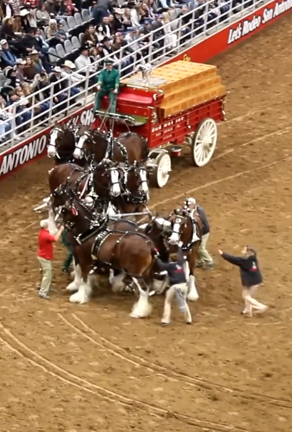 Budweiser Clydesdales Involved in Accident at San Antonio Rodeo 2023