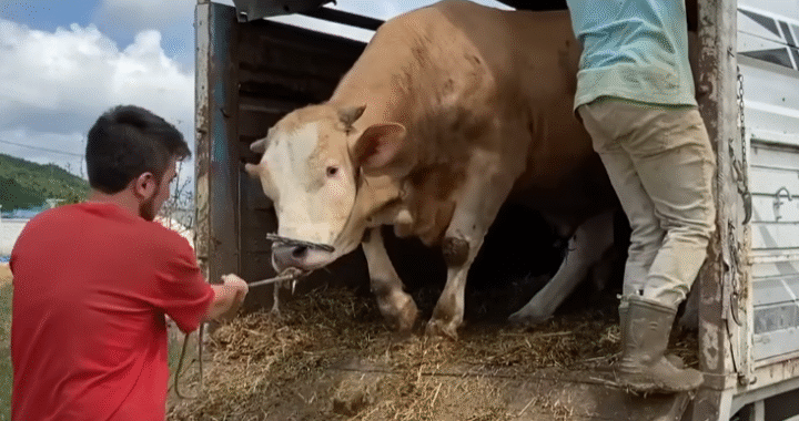 Ensuring Safe and Humane Transport of Sacrificial Animals