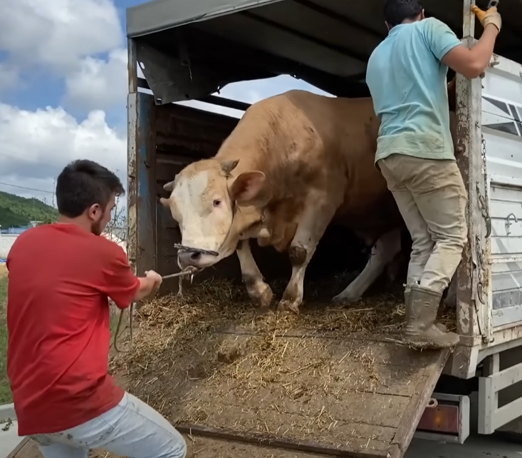 Sacrificial animal transport