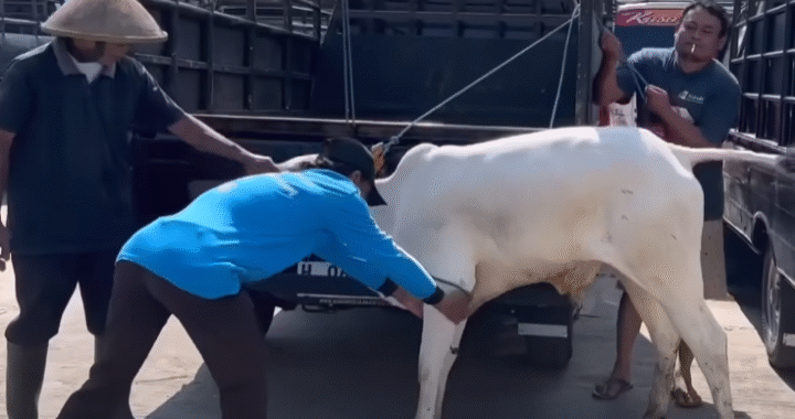 Rampaging Cows Send Locals Into a Frenzy‼️🔥