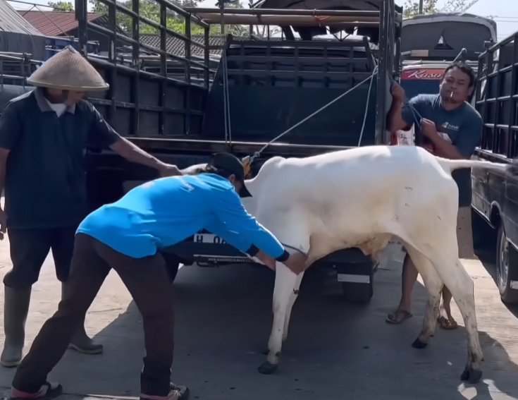 In a shocking turn of events earlier today, a peaceful rural town was thrown into chaos as a herd of cows unexpectedly broke loose and began rampaging through the area
