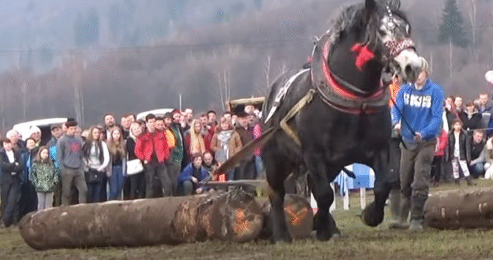 Tarzan, the Winner of the Heavy Pull!