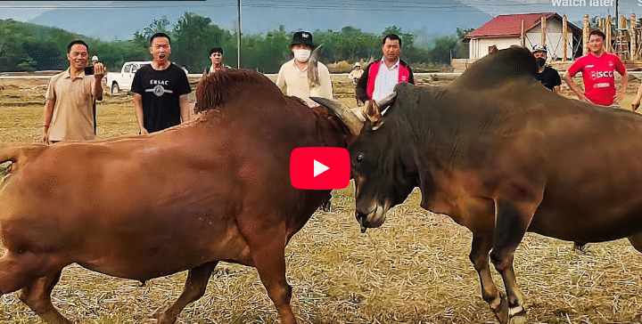 “Bovine Battles: Why Are Cows Locking Horns Everywhere?”