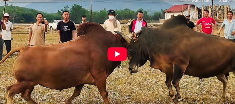 Bovine Battles