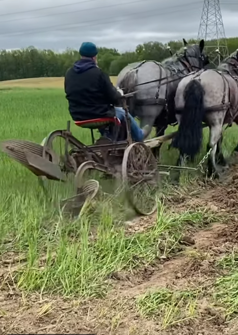 pa farm show horse pull, how much weight can a horse pull, horse pull schedule, draft horse pull results, draft horse pull, horse pull results,