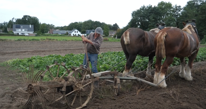 Belgian Draft Horses and the Traditional Potato Digger