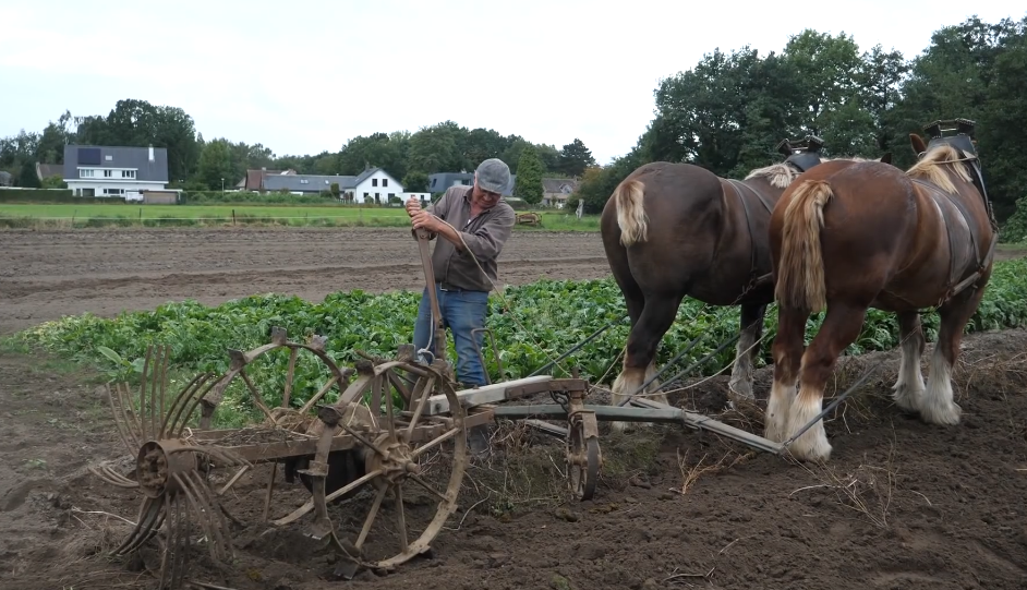 Belgian Draft Horses and the Traditional Potato Digger