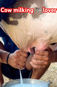The Art of Hand-Milking ” A Tradition in Modern Dairy Farming”