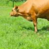 BABY CALF BEING BORN Finally Caught on Camera