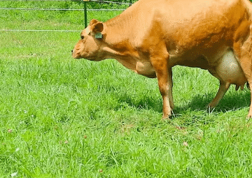 BABY CALF BEING BORN Finally Caught on Camera