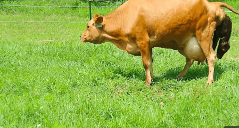 BABY CALF BEING BORN Finally Caught on Camera