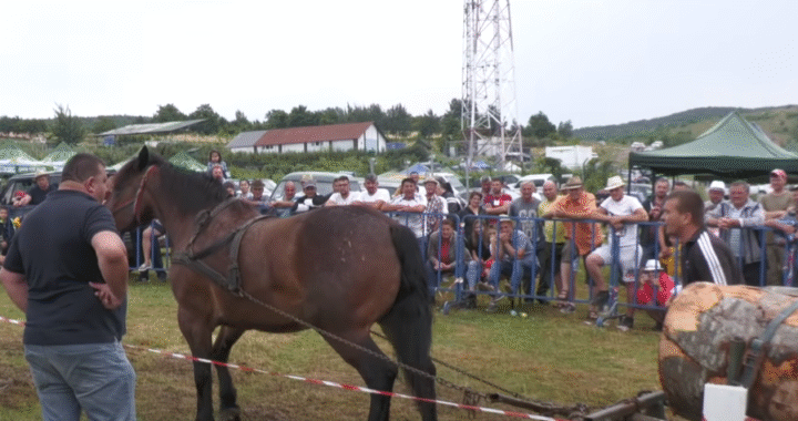 Draft Horse Competition in Gilău, Cluj – July 10, 2021