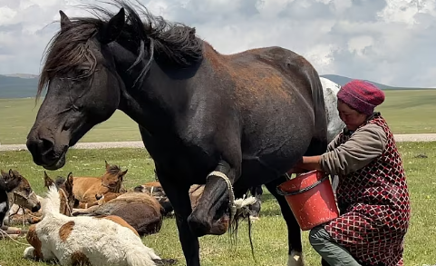 HORSE MILKING | Natural life of a lonely family far away in the mountains