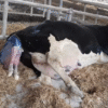 How a Cow Gives Birth to a Baby