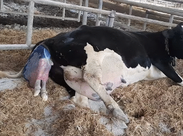 How a Cow Gives Birth to a Baby