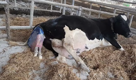 How a Cow Gives Birth to a Baby