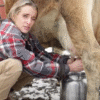 Milking the Cows 2025
