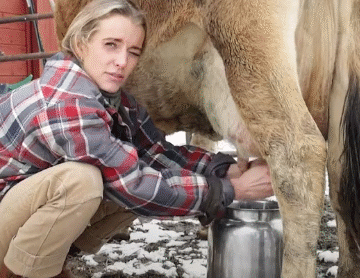 Milking the Cows 2025