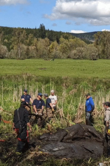 Local heroes free cow from deep bog after hours of effort.
