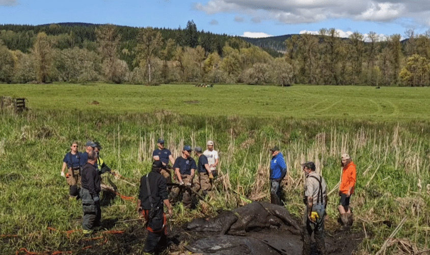 Local heroes free cow from deep bog after hours of effort.