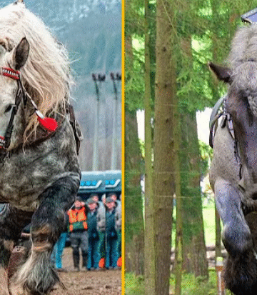 The Strongest Horses In the World. Draft Horses !!!