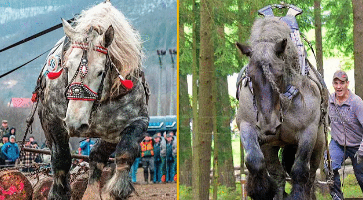 The Strongest Horses In the World. Draft Horses !!!