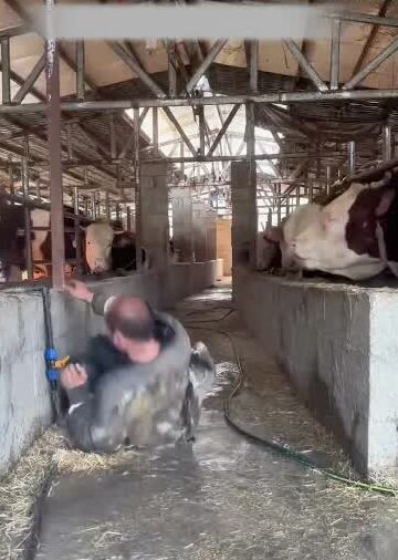 These Cows are Professional TROLLS! 🤣 Farmer Gets OWNED! #cowfun #funnyfails