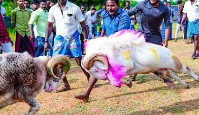The Potelu Fight: A Fierce Tradition of Strength and Honor
