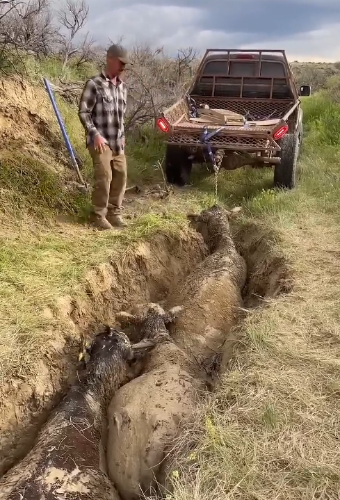 Pulling Life from a Muddy Trench