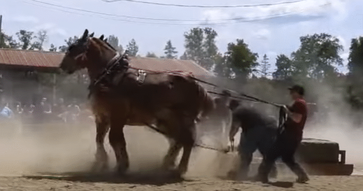 Power and Tradition Unite at Richmond Corner Horse Pull 2024